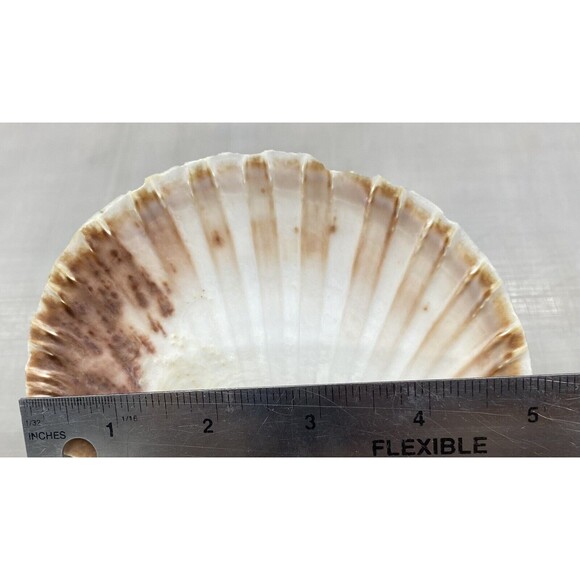 6 Large 5” White Scallop Natural Seashells Ocean Beach Decor - Picture 3 of 4